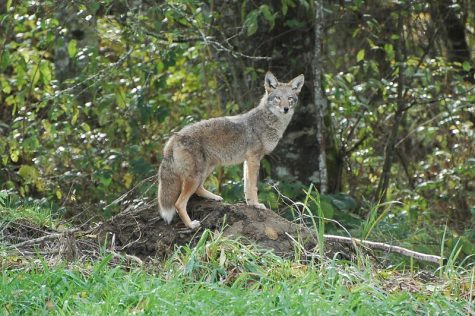Coyotes a threat to pets in Wayland