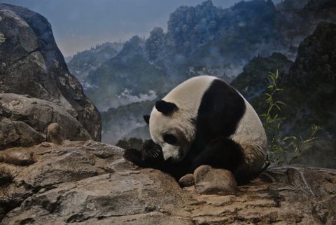 A giant panda takes a nap at the National Zoo. (Credit: Matthew Gutschenritter/WSPN)
