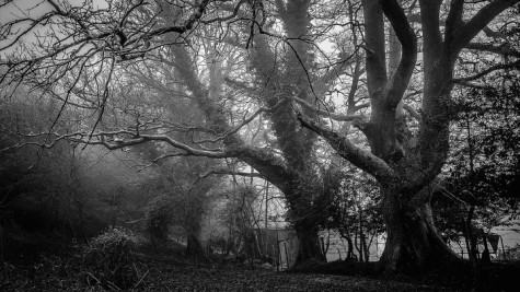 ‘Wayland Ghost Stories’ created by WHS students