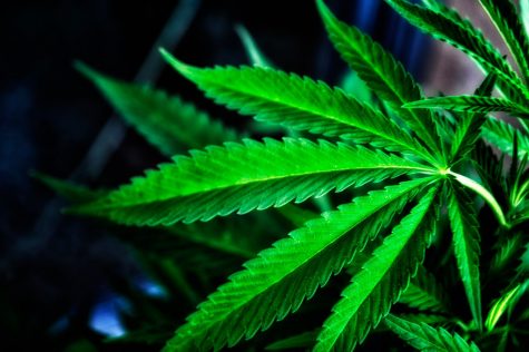 Massachusetts voters prepare to vote on the legalization of recreational marijuana