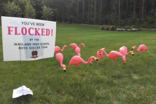 Pictured above is a “flocked” house. “I think that this is one of the best fundraisers that Wayland High School does, and I had fun being a part of it,