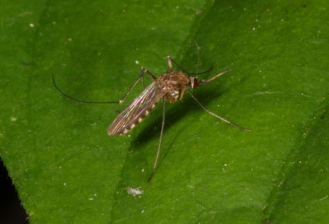 The spread of EEE virus to humans occurs through the bite of infected mosquitoes. The virus has been found in 400 mosquito samples this year, and Wayland is now at a high risk for mosquitoes carrying it.