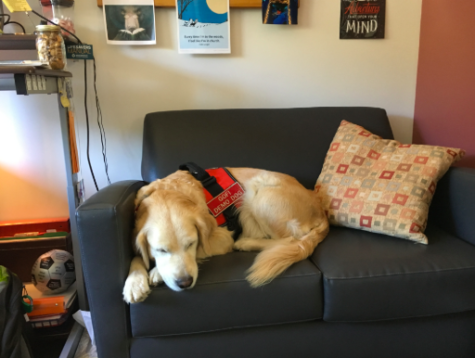 Paws for a Purpose: guidance department searches for new therapy dog