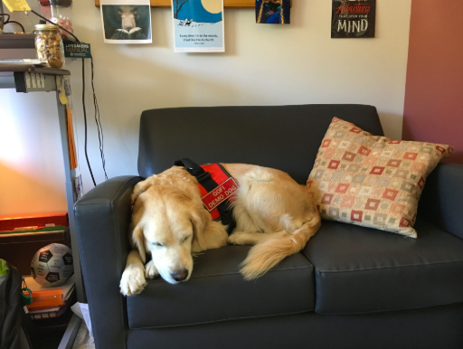 Pictured above is Bridget, a temporary therapy dog for the WHS guidance office. Although training a therapy dog can take up to two years, guidance counselor Marybeth Sacramone hopes to secure a new one within this school year.