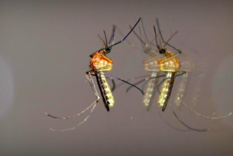News Brief: EEE bites the dust, but stay alert
