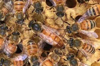 Pictured are bees from junior Jay and his father Bob Provost's hive. "“In terms of us being worried about [the Murder Hornets] infecting our bees today, we are not worried,” Bob Provost said.