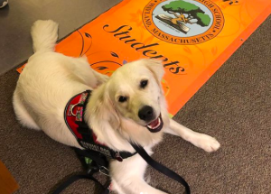 Who said no dogs at school? Meet Ricki, the WHS therapy dog