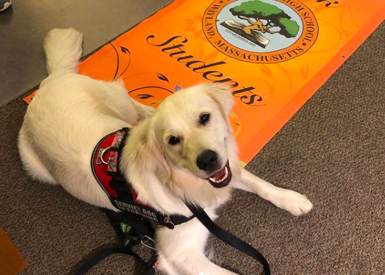 Meet Ricki, the WHS therapy dog. If you want to meet her, pay a visit to the guidance department and be greeted by a friendly face and a wagging tail. “A service dog or therapy dog can allow a student to focus on something else for a while, rather than on the difficulty they are going through,” Sacramone said.