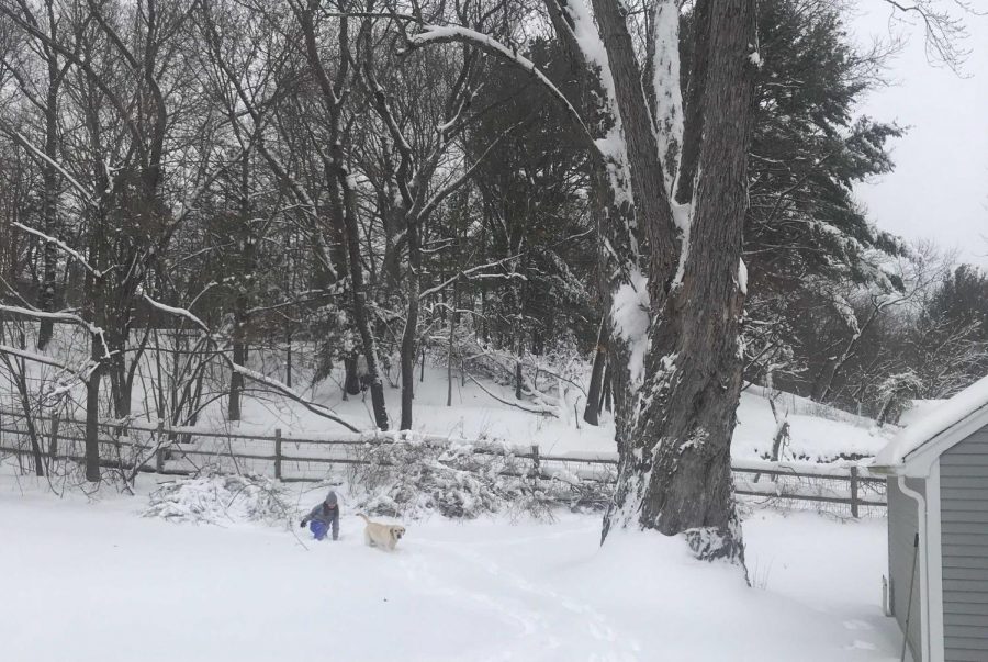 Yesterdays snow storm caused Wayland to be covered in about 1 foot of snow. Grace Oppenheim and her dog, Moose, are enjoying the snow fall. “One of my favorite things is playing in the snow but Moose loves it even more than me,” Oppenheim said.