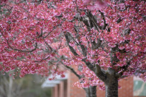 WHS campus blossoms into spring