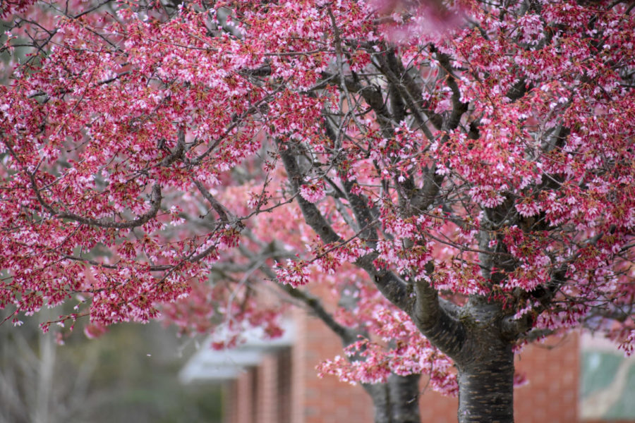 A row of flowering cherry trees blooms in the WHS courtyard next to the Commons.