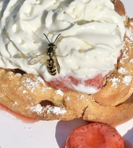 A wasp lands on the whipped cream. The Class of 2024’s had a waffle breakfast in the courtyard which attracted many wasps. 

