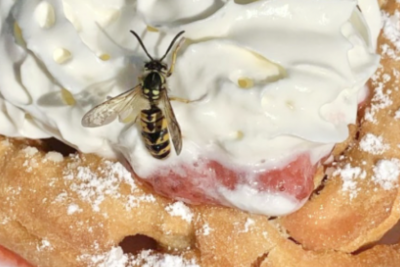 A wasp lands on top of whipped cream, funnel cake and strawberries. On Oct. 7, the sophomore class hosted a waffle breakfast in the courtyard. “There were a lot of wasps, especially since all the food was really sweet, so my friends and I went inside to eat because you couldn’t really eat outside,” sophomore Sierra Dale said.