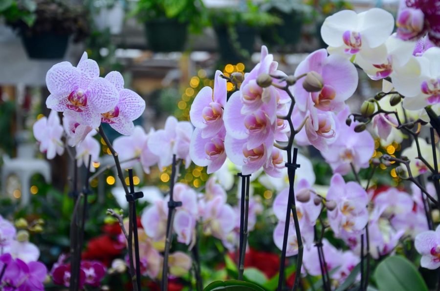 Due to how easy they are to take care off, Phalaenopsis are a very popular buy at Russells.  This flower blooms during different times of the year. Keeping these flowers close to a window, exposed to light, and watered thoroughly every time it is dry, will keep the flower alive and full of color. Due to the simple nature of Phalaenopsis, Russells puts them out all year, especially in the summer when the flowers thrive in the shade.