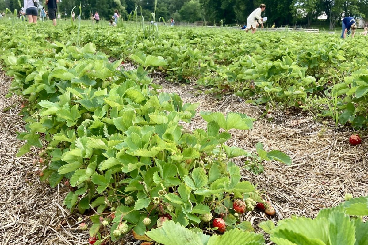 June marks the peak of the strawberry season in Massachusetts. Verrill Farm, located on 11 Wheeler Road in Concord, was a popular spot for picking over the summer.