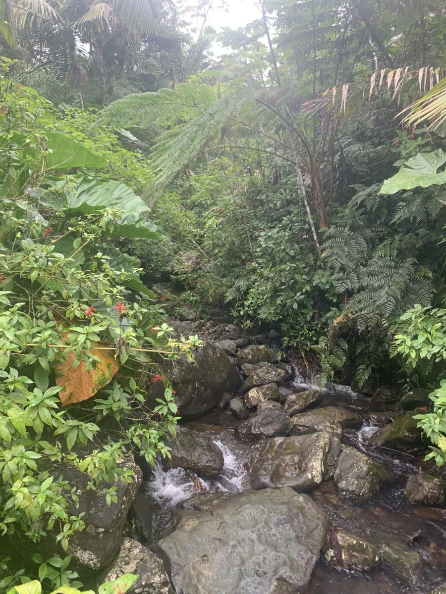 The El Yunque National Foresst in Puerto Rico is the only rainforest in the United States. It offers hiking trails, sweeping mountain views, and unique plants native to the area.