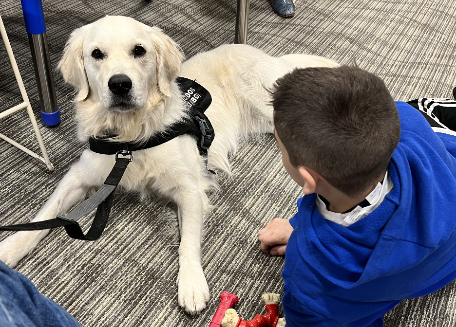 Four years ago, former Guidance Department Coordinator Marybeth Sacramone brought in Ricki Bear Golden (RBG) to Wayland High School as a Community Resource Dog to ease students’ anxiety and nerves. Since then, WHS administration has called in additional therapy dogs, who currently make regular visits. “I think seeing therapy dogs around the school, at least every once in a while, is a good way to be reminded that there is always a friend that is willing to comfort you, even if its a furry friend,” junior Anna Varney said.
