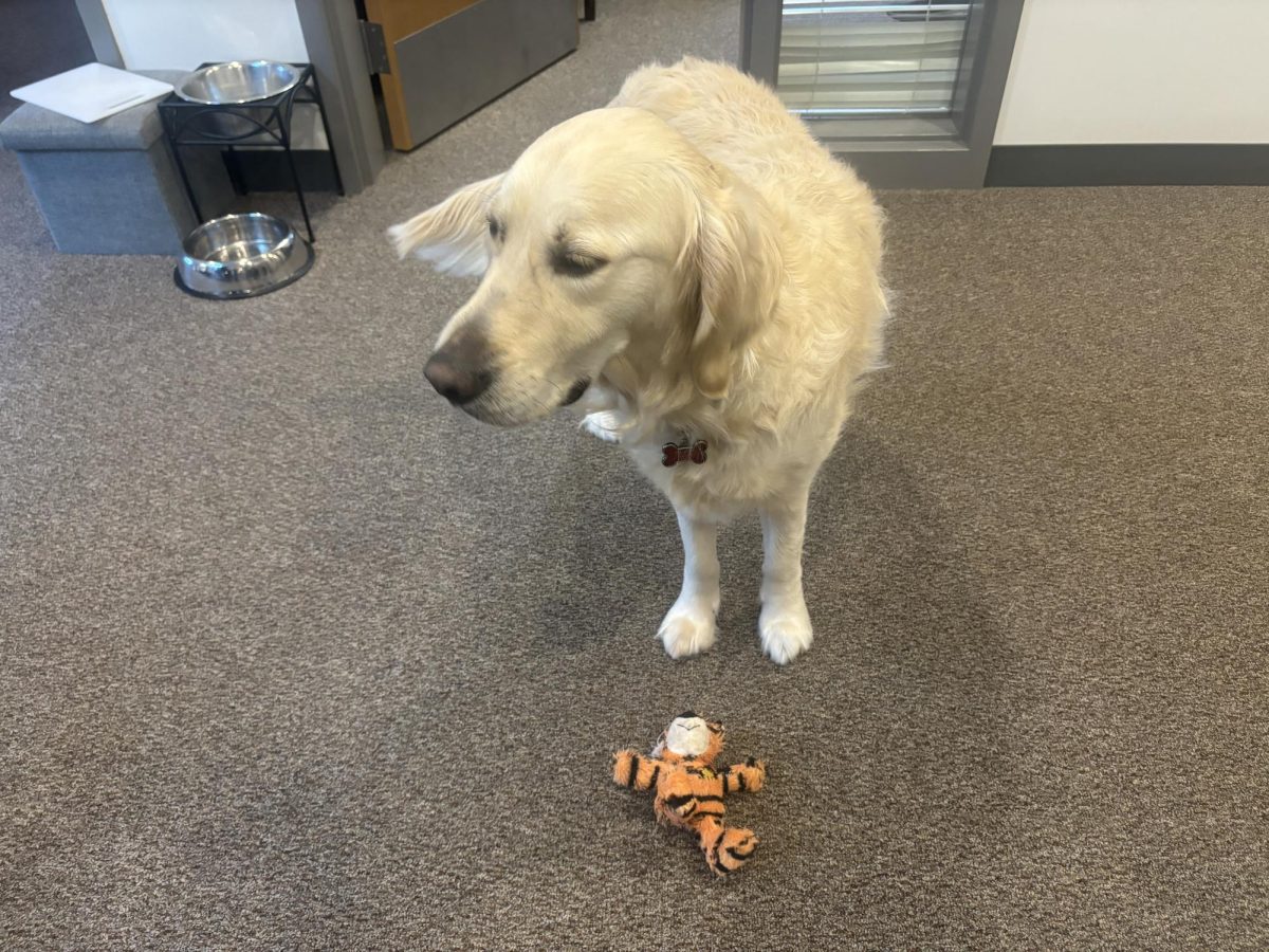 Guidance dog Gruff plays with a tiger toy. Gruff is a one-and-a-half year old English cream golden retriever that is a service dog at Wayland High School.

Scavenger hunt prompt: a photo featuring a live animal.